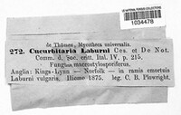 Cucurbitaria laburni image